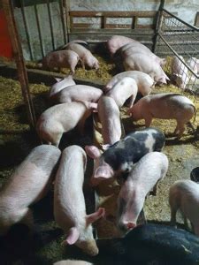 Porci si purcei de vanzare, diferite rase Ploiesti Prahova